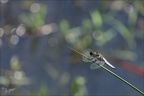 Libellula depressa ♂- 01