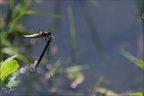 Libellula depressa ♂- 03