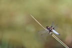 Libellula depressa ♂ 03