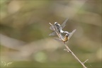 Libellula fulva tandem 05