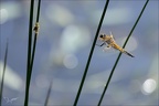 Libellula quadrimaculata- 10