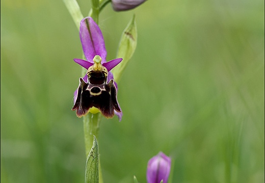 Ophrys fuciflora 01 (498 visits) Ophrys fuciflora 01