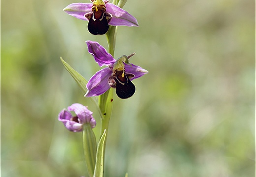 Ophrys apifera jardin 07 (506 visits) Ophrys apifera jardin 07