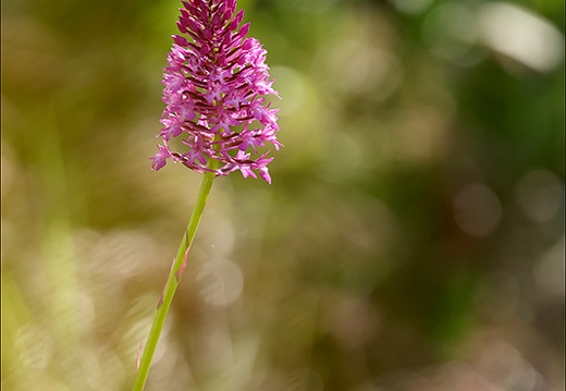 Anacamptis pyramidalis jardin 03 (399 visits) Anacamptis pyramidalis jardin 03