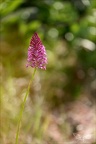 Anacamptis pyramidalis jardin 03