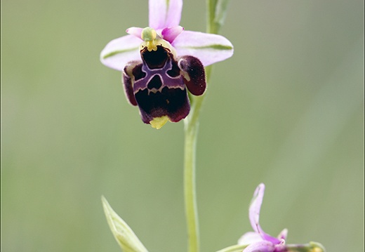 Ophrys fuciflora 03 (368 visits) Ophrys fuciflora 03