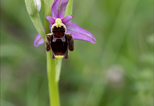 Ophrys fuciflora 03-05-24 12 (539 visits) Ophrys fuciflora 03-05-24 12