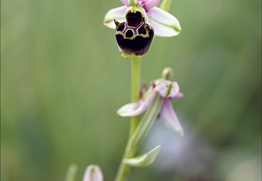 Ophrys fuciflora 08 (392 visits) Ophrys fuciflora 08