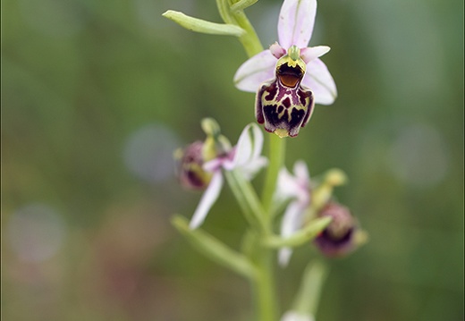 Ophrys fuciflora 14 (503 visits) Ophrys fuciflora 14