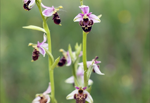 Ophrys fuciflora 10 (484 visits) Ophrys fuciflora 10
