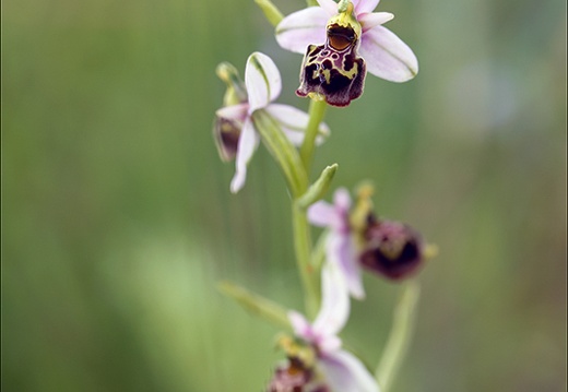 Ophrys fuciflora 12 (600 visits) Ophrys fuciflora 12