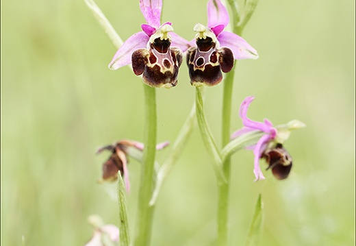 Ophrys fuciflora 17 (424 visits) Ophrys fuciflora 17