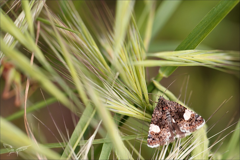 La Noctuelle en deuil_01.jpg
