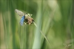 La Turquoise (de la Sarcille) 02