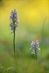 Dactylorhiza maculata 16