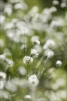 Linaigrette 01