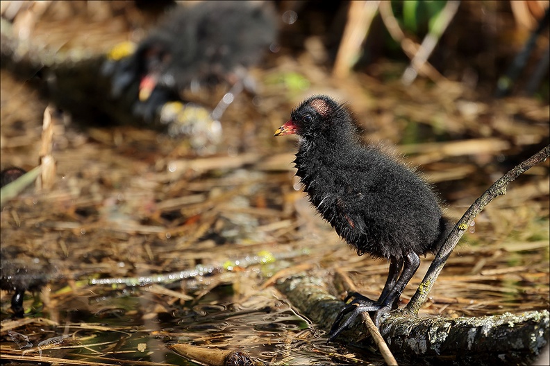 Gallinule poule d'eau juveniles 03-05-24 18