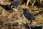 Gallinule poule d'eau juveniles 03-05-24 18