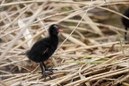 Gallinule poule d'eau juveniles 30-04-24 13