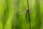 Aeshnea isoceles ♂-oves 05