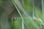 Ceriagrion tenellum 02
