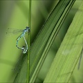 Coenagrion puella D 01