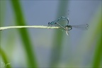 Coenagrion puella-Les Oves 01