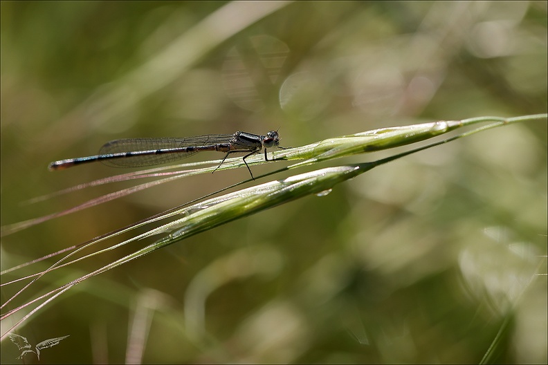 Coenagrion puella 03-05-24 12