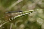 Coenagrion puella 03-05-24 12