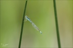 Coenagrion scitulum-Oves 01