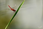 Crocothemis erythraea ♂-Oves 08