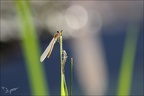 Emergence demoiselle 03-05-24 12