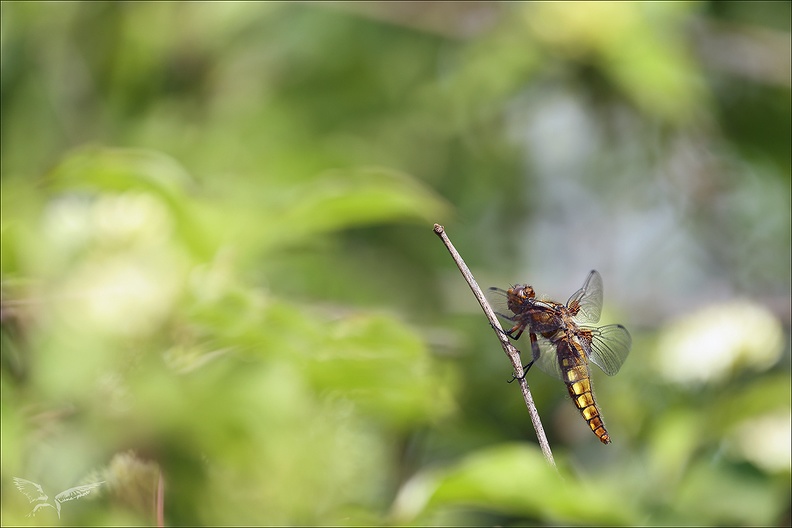 Libellula depressa ♀ 05-05-24 17