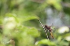 Libellula depressa ♀ 05-05-24 17