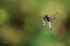 Libellula fulva ♂ D 02