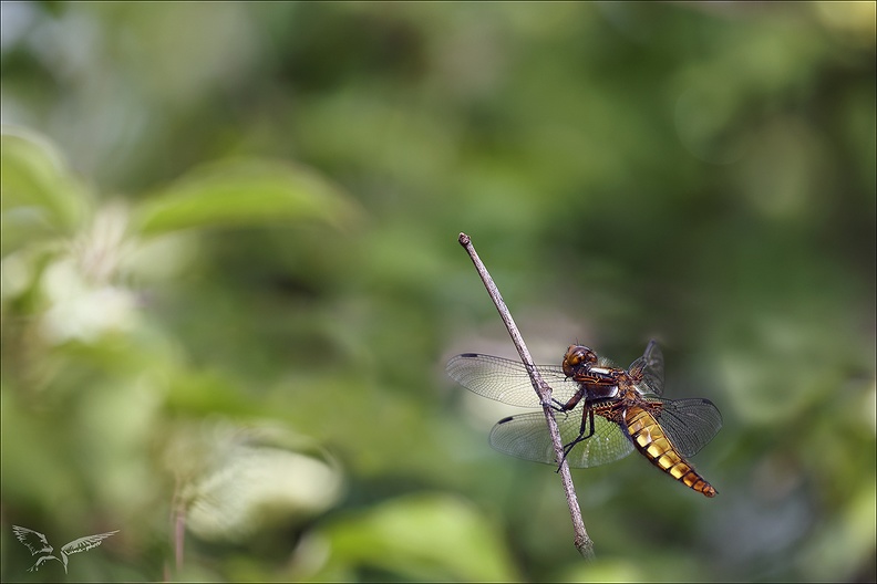 Libellula depressa ♀ 05-05-24 33