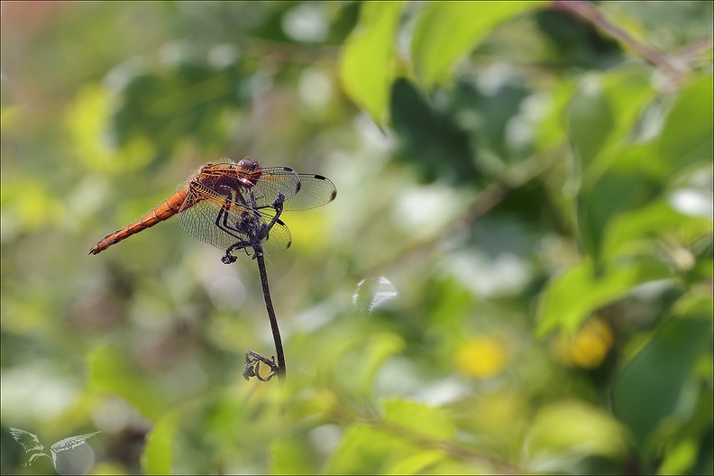 Libellula fulva ♂ 01