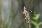 Orthetrum cancellatum ♂- B 02