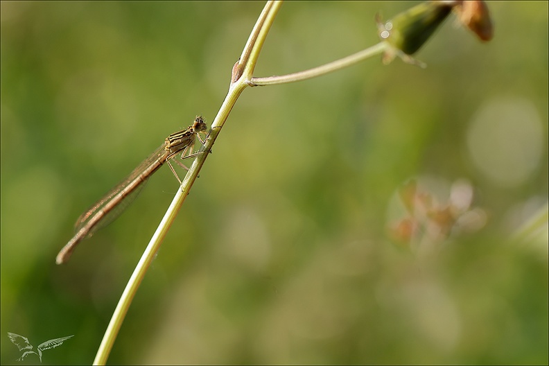 Platycnemis pennipes 03-05-24 11
