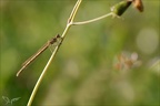 Platycnemis pennipes 03-05-24 11