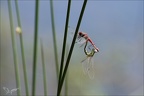 Sympetrum fonscolombii tandem