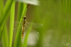 Sympetrum sanguineum imm ♂-oves 06