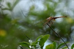 Tritemis annulata-saintmo 11