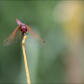 Tritemis annulata-saintmo 22