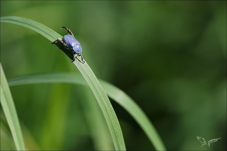 Hoplie bleue_01.jpg