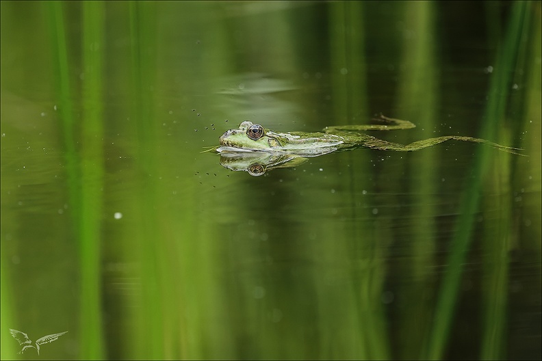 Grenouille verte-Oves_02.jpg