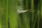 Grenouille verte-Oves 02