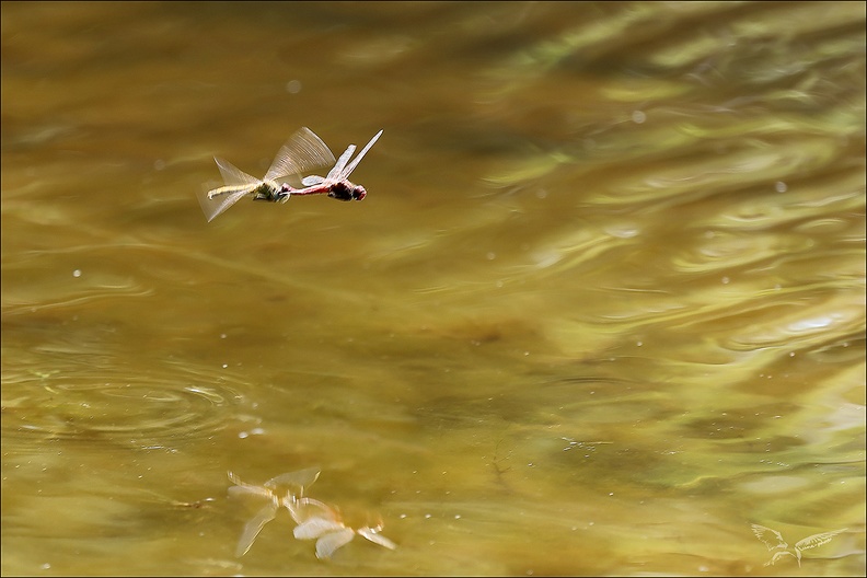 Sympetrum fonscolombii ponte_03.jpg