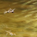 Sympetrum fonscolombii ponte 03