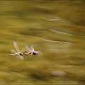Sympetrum fonscolombii ponte 01